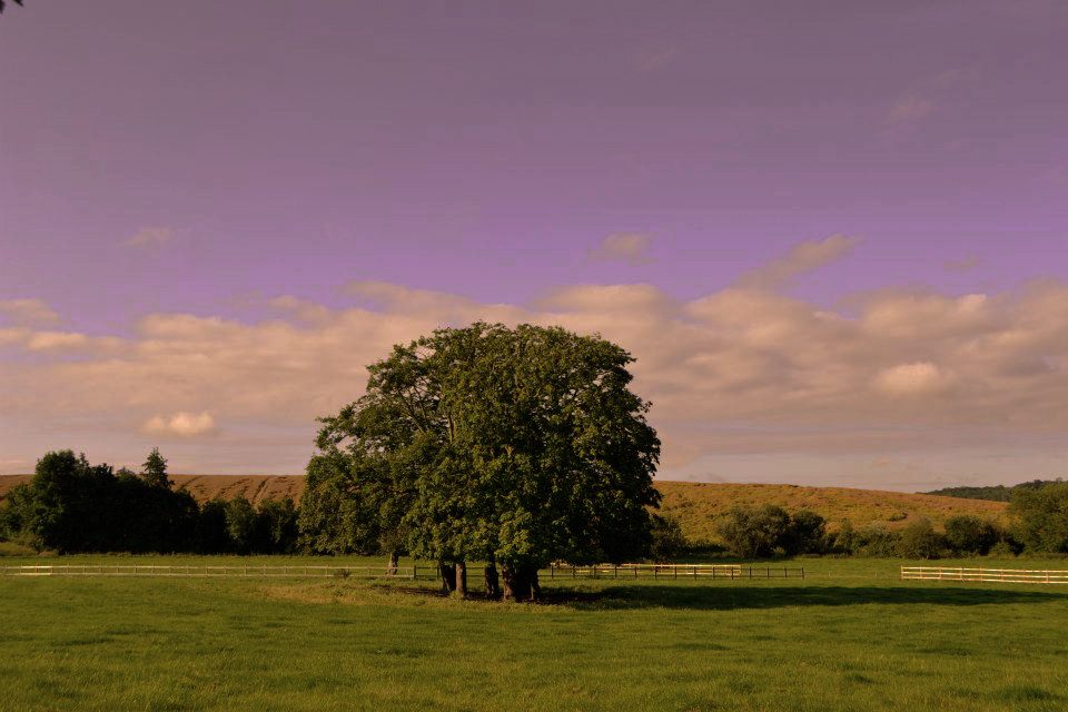 The Fields of Standon